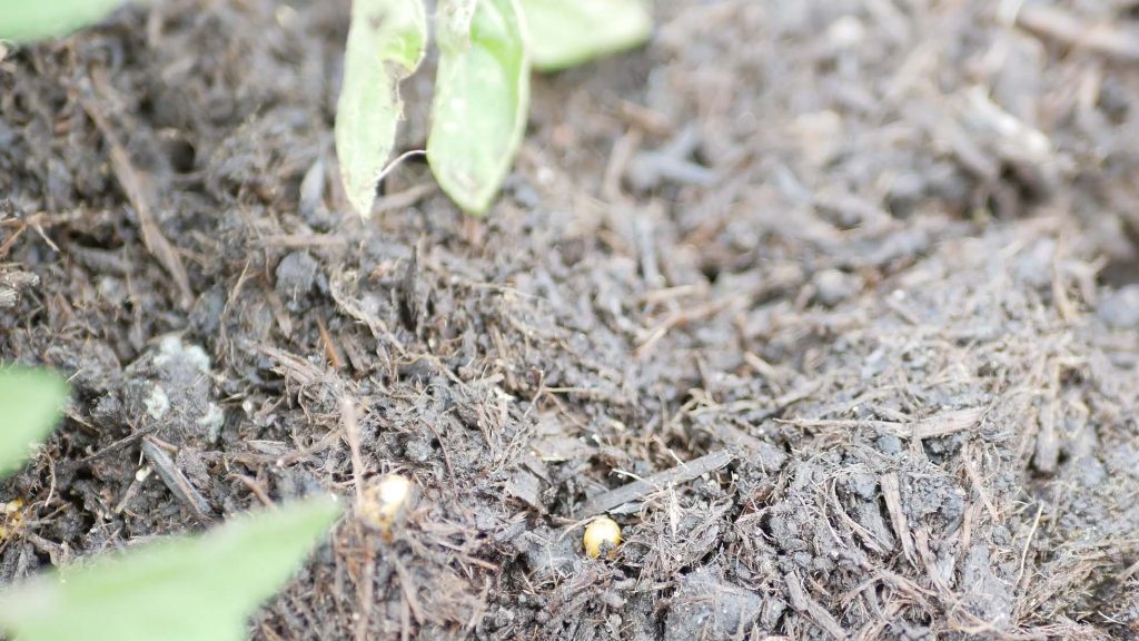 MUSHROOM COMPOST