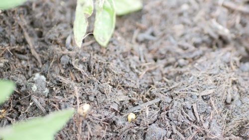 MUSHROOM COMPOST